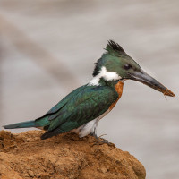 Amazon Kingfisher